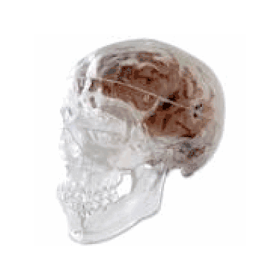Transparent Classic Human Skull Model, 3 part