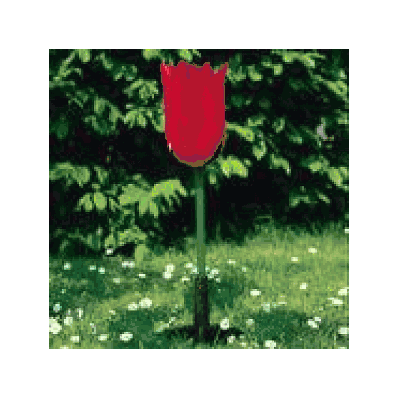 Tulip Flower Model, enlarged 3x life-size