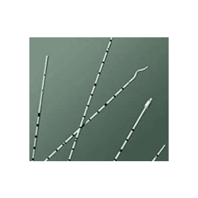 Ureteral Catheter, 5 Fr., 115 cm Open Tip 2 Eyes
