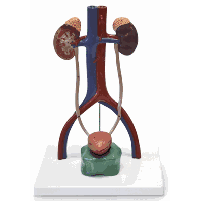 Model Urinary System