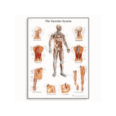 Vascular System Chart,
