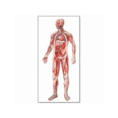 Vascular System Chart without wooden rods