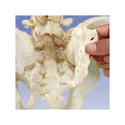 Vertebral Column Model
