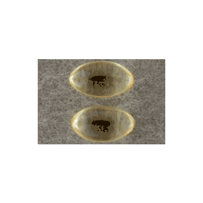 Vitamin E Supplement 200 Iu Capsule 100 Per B
