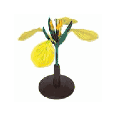 Wild Rapa, Flower, enlarged 12x life-size