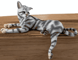 Silver Tabby Cat Shelf Sitter A Breed Apart Silver Tabby Cat Shelf Sitter A Breed Apart