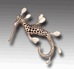 Sea Dragon