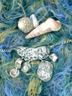 Seashells