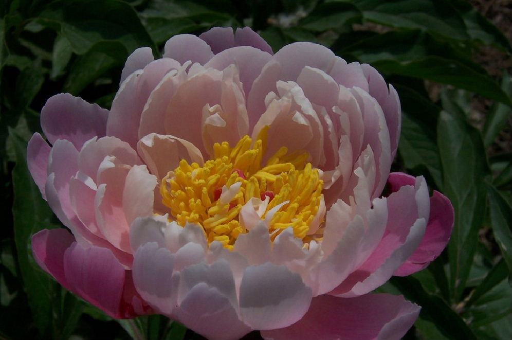 Paeonia Lactiflora Zhao's Pink Garden