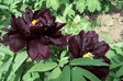 Paeonia suffruticosa First Crow of the Year