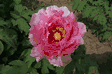 Paeonia suffruticosa Floral Rivalry