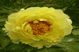 Paeonia suffruticosa High Noon