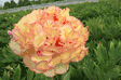 Paeonia suffruticosa Jin Zhi