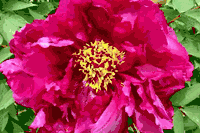 Paeonia suffruticosa New Sun and Moon Brocade