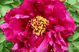 Paeonia suffruticosa New Sun and Moon Brocade