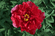 Paeonia suffruticosa The Sun