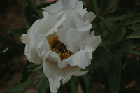 Paeonia suffruticosa White Phoenix