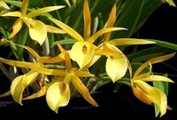 Brassanthe Bill Worsley (2.5 pot blooming size)