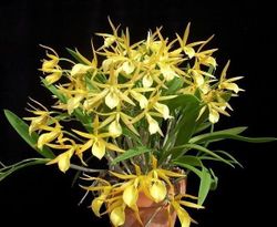 Brassanthe Bill Worsley (2.5 pot blooming size)