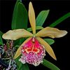 Brassocattleya Keowee Mendenhall AM/AOS  (3.5 in. pot medium size plant)