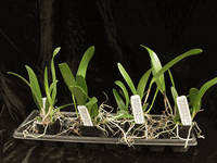 Brassocattleya Keowee �Mendenhall� AM/AOS (large 2.5� pot mericlone)