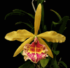Brassocattleya Keowee �Mendenhall� AM/AOS (large 2.5� pot mericlone)