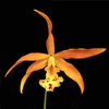 Myrmecatavola Mini Fox (2.5� pot near blooming size)  