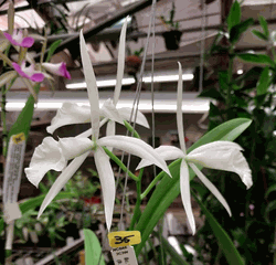 Brassocattleya South Miami (3.5� pot blooming size)