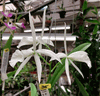 Brassocattleya South Miami (3.5� pot blooming size)
