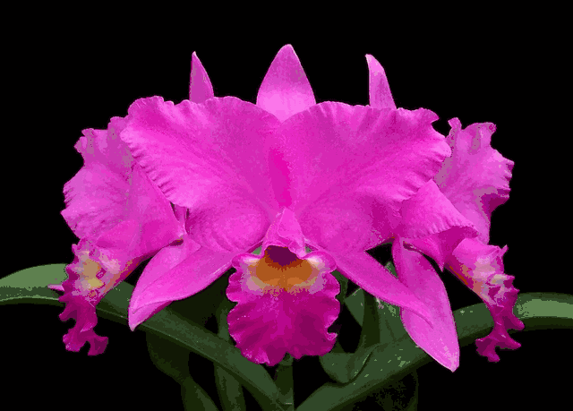 C. Ruth Gee 'Diamond Jubilee' FCC/AOS x Guarianthe skinneri