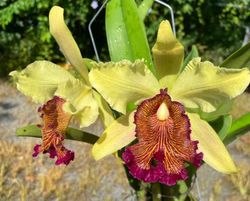Cattleya dowiana Net Dream (4 basket medium size)