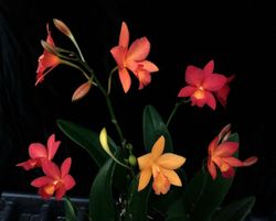 Cattleya Harmill x Guaritonia Why Not (2.5 pot blooming size)