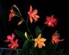 Cattleya Harmill x Guaritonia Why Not (2.5 pot blooming size)