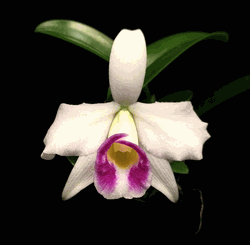 Cattleya praestans 'Labio de Fascinacion' (2.5" pot blooming size) Cattleya praestans 'Labio de Fascinacion' (2.5" pot blooming size)