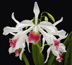 Cattleya purpurata forma carnea (3.5� pot seedling)