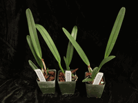 Cattleya purpurata forma carnea (3.5� pot seedling)