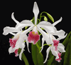 Cattleya purpurata forma carnea (3.5� pot seedling)