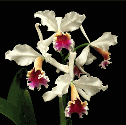 Cattleya rex (2.5 medium sized seedling) Cattleya rex (2.5 medium sized seedling)