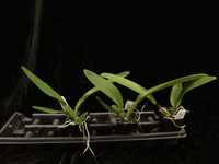 Cattleya rex (2.5 medium sized seedling) Cattleya rex (2.5 medium sized seedling)