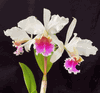 Cattleya rex (2.5� medium sized seedling)