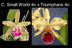 Cattleya Small World x Triumphans (4� basket near blooming size)