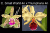 Cattleya Small World x Triumphans (4� basket near blooming size)