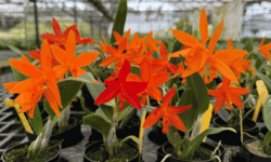 Cattlianthe Hilo Sunrise (2.5" pot blooming size)
