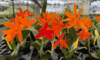 Cattlianthe Hilo Sunrise (2.5" pot blooming size)