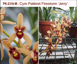 Cymbidium Pakkret Firestorm 'Jerry' (2.5 in. pot near blooming size) Cymbidium Pakkret Firestorm 'Jerry' (2.5 in. pot near blooming size)
