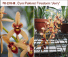 Cymbidium Pakkret Firestorm 'Jerry' (2.5 in. pot near blooming size)