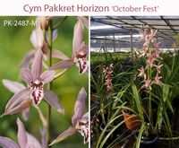 Cymbidium Pakkret Horizon ‘Octoberfest’ (2.5” pot mericlone) Cymbidium Pakkret Horizon ‘Octoberfest’ (2.5” pot mericlone)