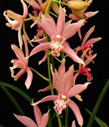 Cymbidium Pakkret Horizon ‘Octoberfest’ (2.5” pot mericlone) Cymbidium Pakkret Horizon ‘Octoberfest’ (2.5” pot mericlone)