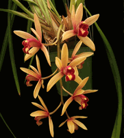 Cymbidium Tropical Heritage x Tavoy (2.5” pot seedling) Cymbidium Tropical Heritage x Tavoy (2.5” pot seedling)