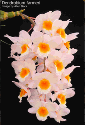 Dendrobium farmeri (2.5� pot near blooming size)